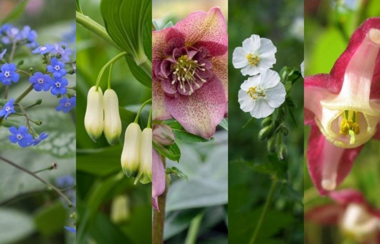 Plán výsadby trvalkový záhon tienisté jarné kvety trvalé tipy