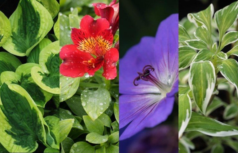 Výsadbový plán trvalky záhon tienisté letné kvitnúce trvalky