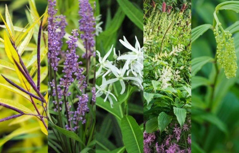 Výsadbový plán trvalky záhon tienistá jesenná výsadba zadarmo