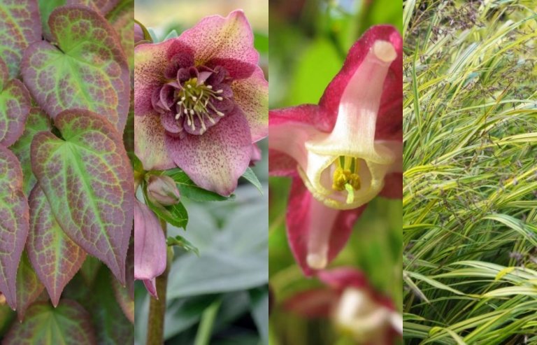 Výsadbový plán trvalky záhon tienisté zimné trávy trvalka