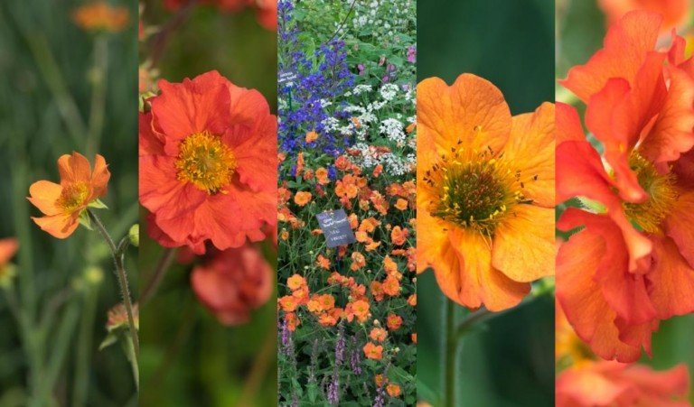 Výsadbový plán trvalkového záhona slnečné kvety opätovná výsadba jari