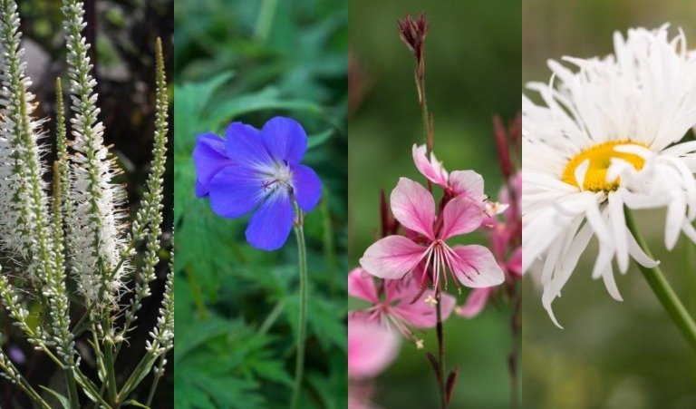 Výsadbový plán trvalkového záhona slnečné letné kvety vytvárajú trvalky