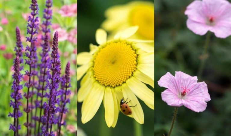 Skombinujte plán výsadby trvalkový záhon slnečné leto