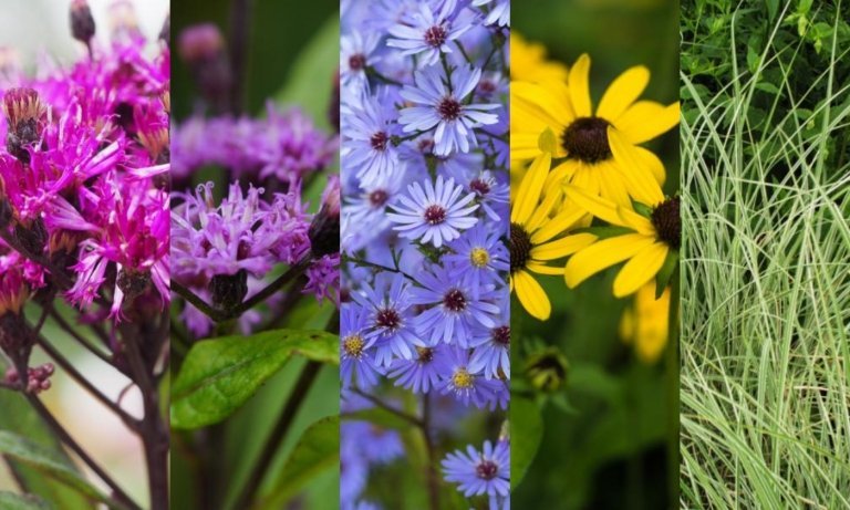 Výsadbový plán trvalkový záhon slnečné jesenné okrasné trávy kombinujú kvety