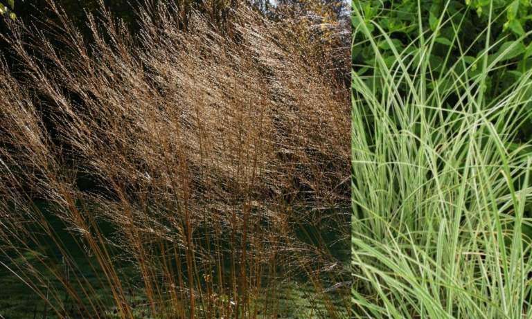 Výsadbový plán pre trvalkový záhon v slnečnej zime na výsadbu okrasných tráv