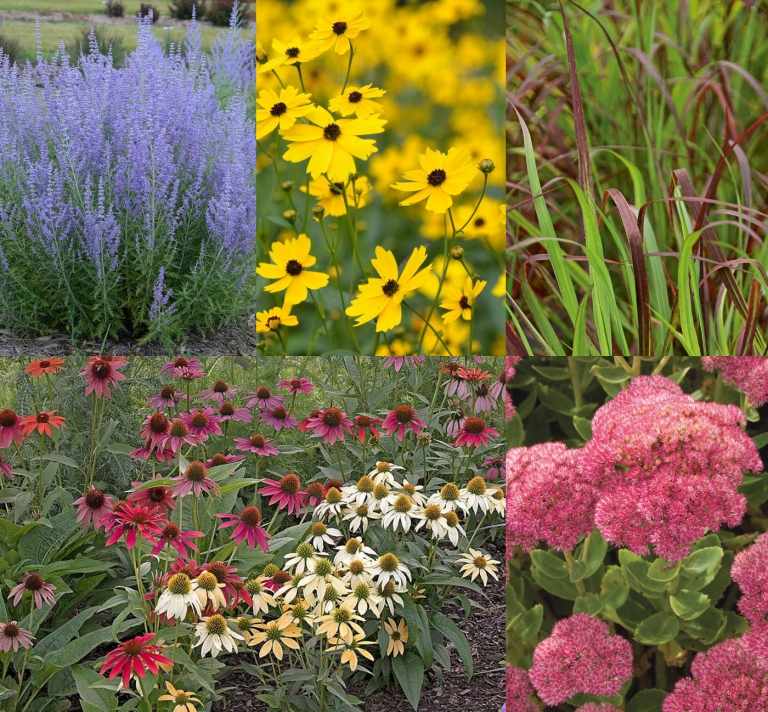 Výsadbový plán trvalkový záhon polotieň letné jesenné kvitnúce pôdne krytie