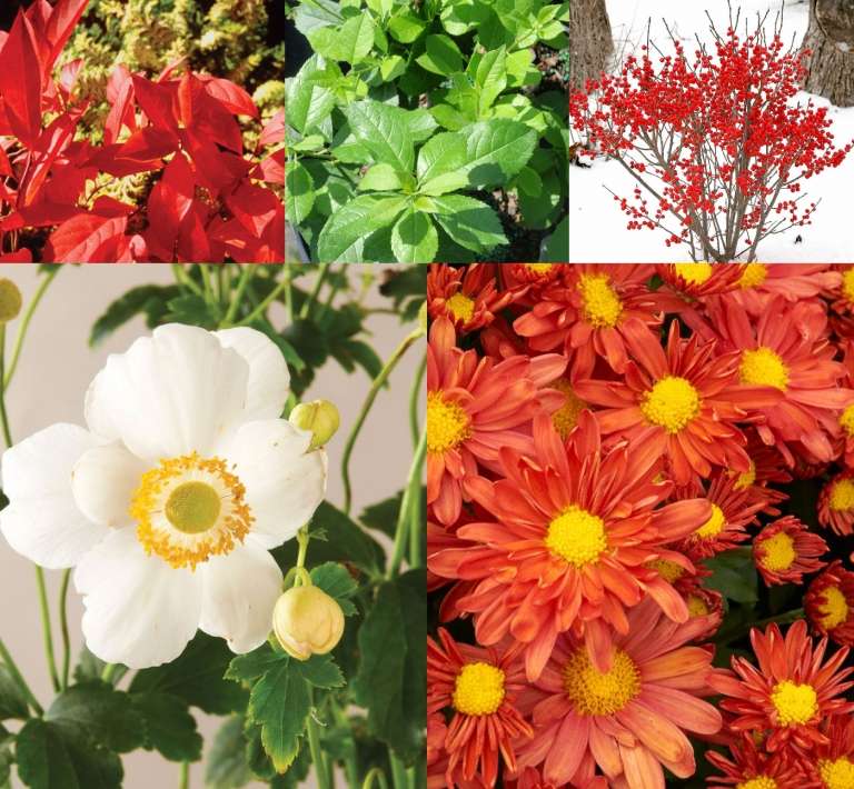 Plán výsadby trvalkový záhon slnečná jeseň kvitnúce červené akcenty