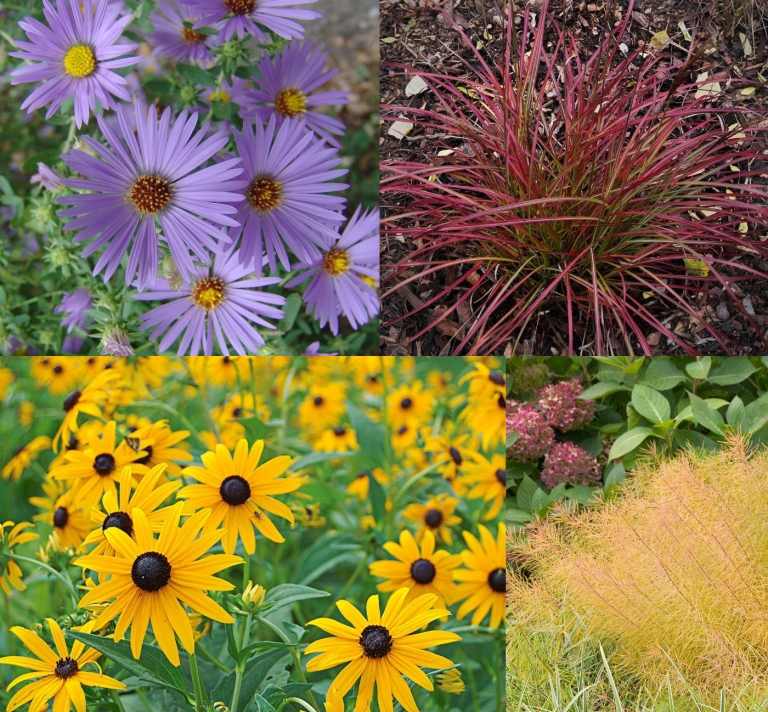 Výsadbový plán viacročnej hranice okrasná tráva polotieň letná purpurová žltá