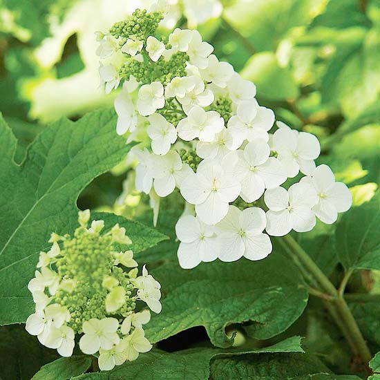 Hortenzia dubového listu vytvára trvalú záhradu bielu