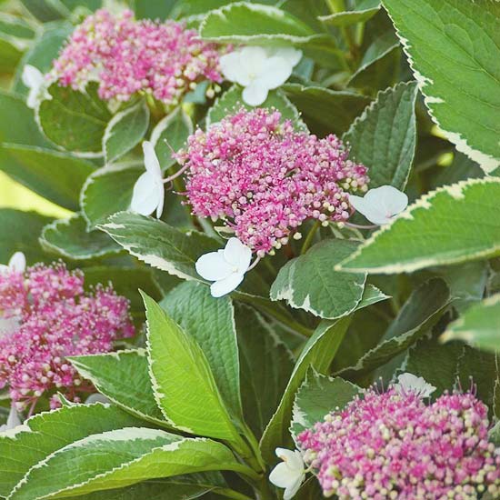 Hydrangea biele ružové kvety leto