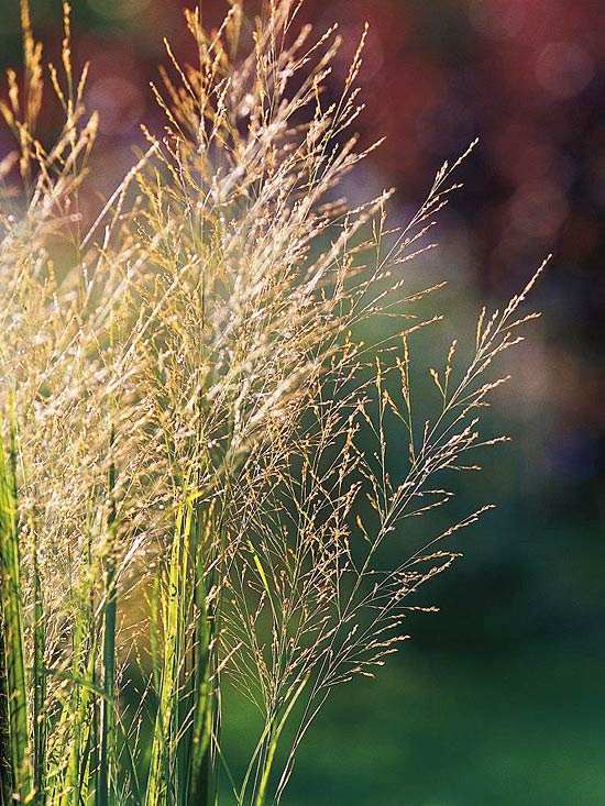 Okrasná tráva svätého hája