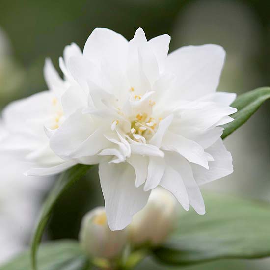 Záhradná jazmínová snehová búrka biele tipy vytrvalá záhrada