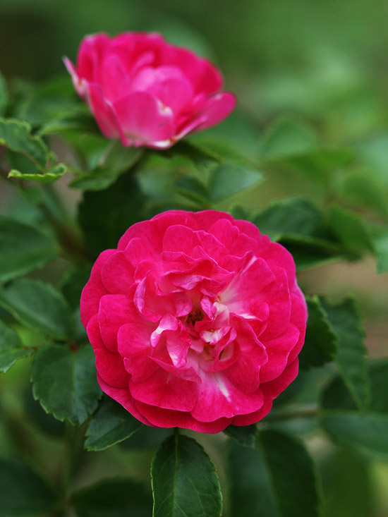 Vytvorte ružové kríky Little Mischief vytrvalá záhrada