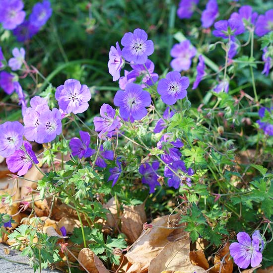 pelargónia rozanne orgován odolná zemná krytina