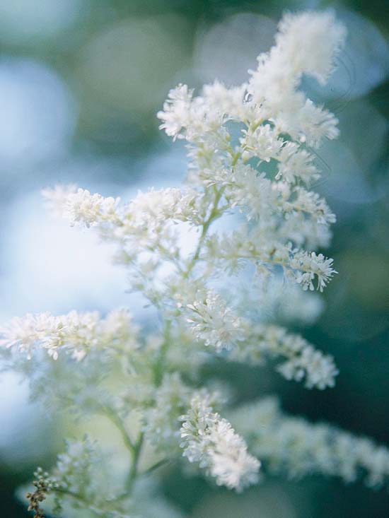 Biely nádherný nosník jemný