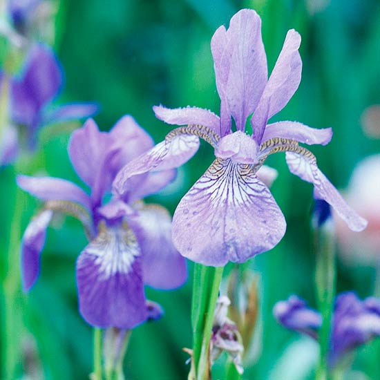 orgován sibírsky dúhovka