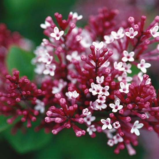 trvalka záhradná orgovánová tinkerbell vytvára druhy rastlín