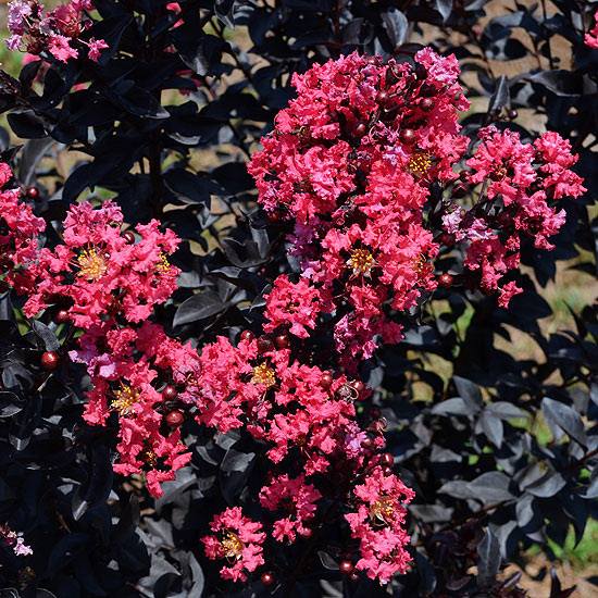 Lagerstroemia indica červené trvalky