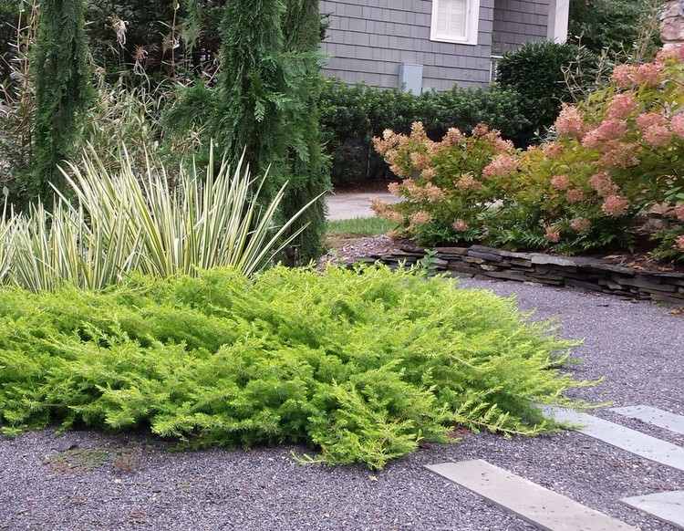 jalovec štrk-jalovec-jalovec-media-old-gold-