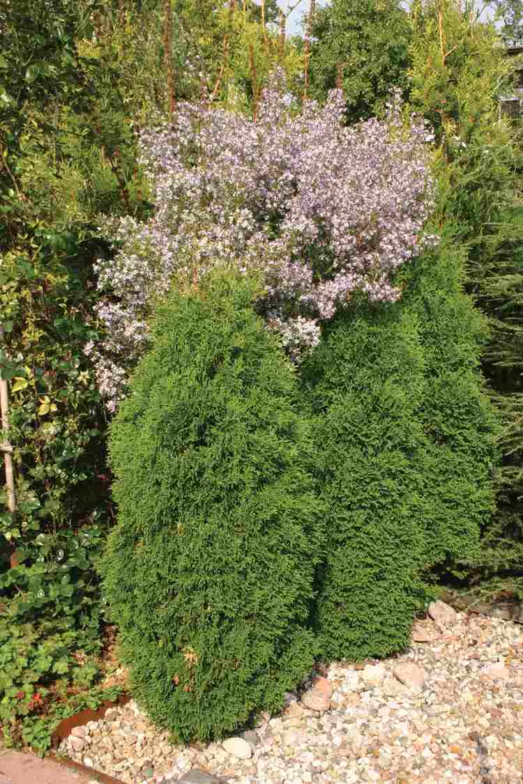 kamenný záhon-vytvorte-vždyzelené-ihličnaté-rastliny