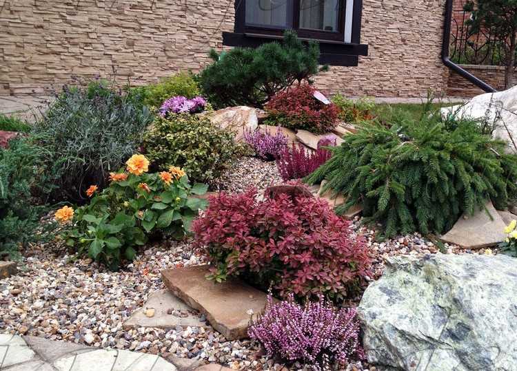 Kamenný záhon v predzáhradke design-rastliny-calluna-levanduľa-borievka