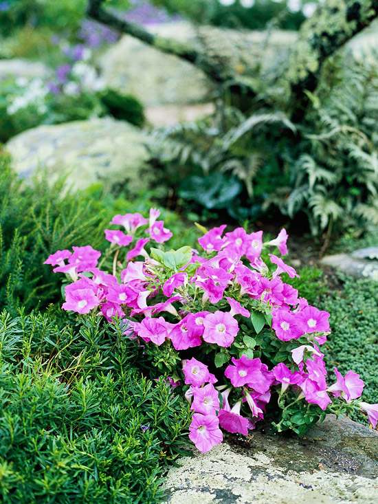 Kvety ružový mach-kameň Vhodná-slnečná záhrada Kvety ružové machovo-kamenné slnečné záhrady