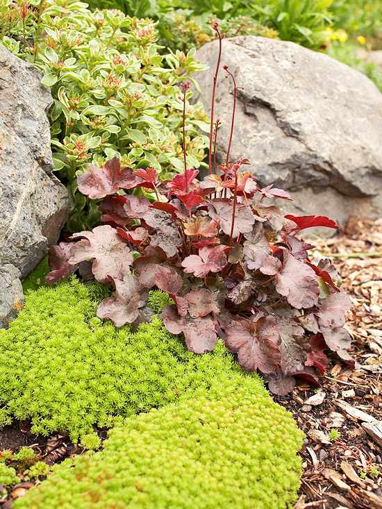 Druhy rastlín vhodné do skalky Druhy rastlín vhodné pre nápady na skalky