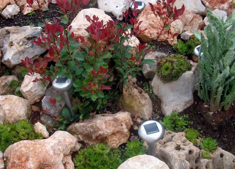 rock-garden-create-echeverien-patníkové svetlá