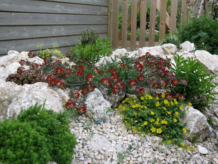 skalka-vytvor-rozdelovac-delosperma