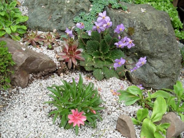 Kamene záhradné štrkové chodníky rastliny