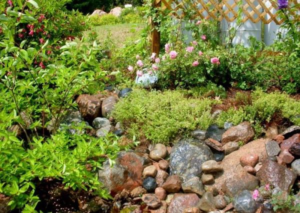 Návod na kladenie druhov rastlín v kamennej záhrade