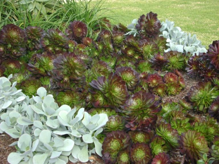 návrh skalnej záhrady sukulenty nápad pôdopokryvná záhradná krajina