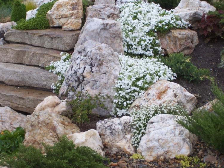 skalka-rastliny-skalnička-biela