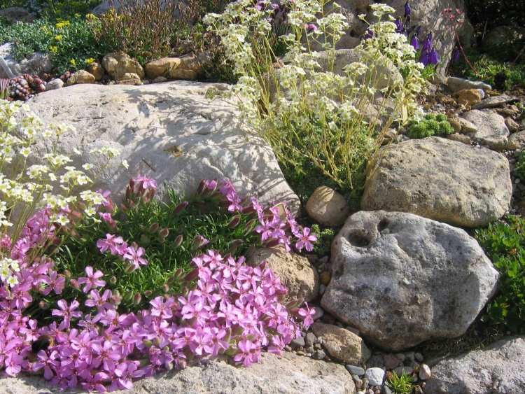 skalná záhrada-veľké-skaly-druhy-rastlín-zemný kryt