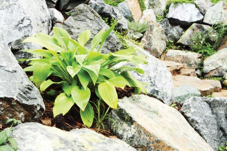 rock-garden-funkien-rastliny-pridanie-farebného kontrastu