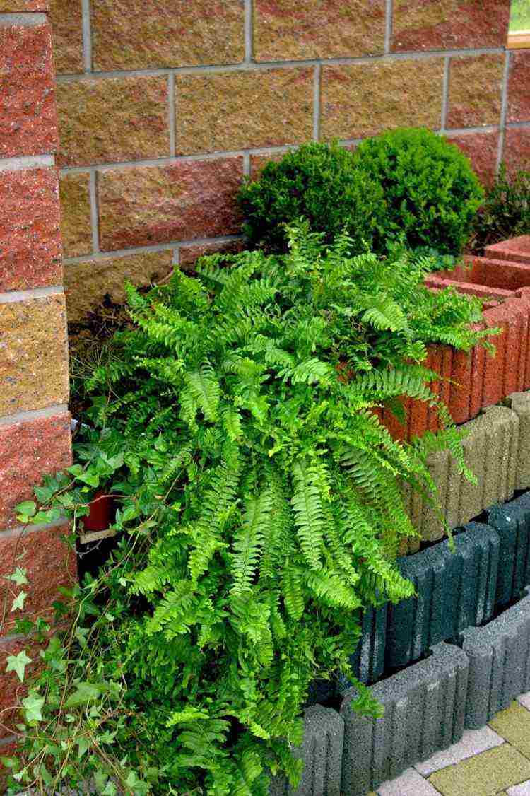 kamenný múr nápady na dizajn záhrady stenové systémy duté bloky dekoratívna rastlina tehlová stena kamenná stena