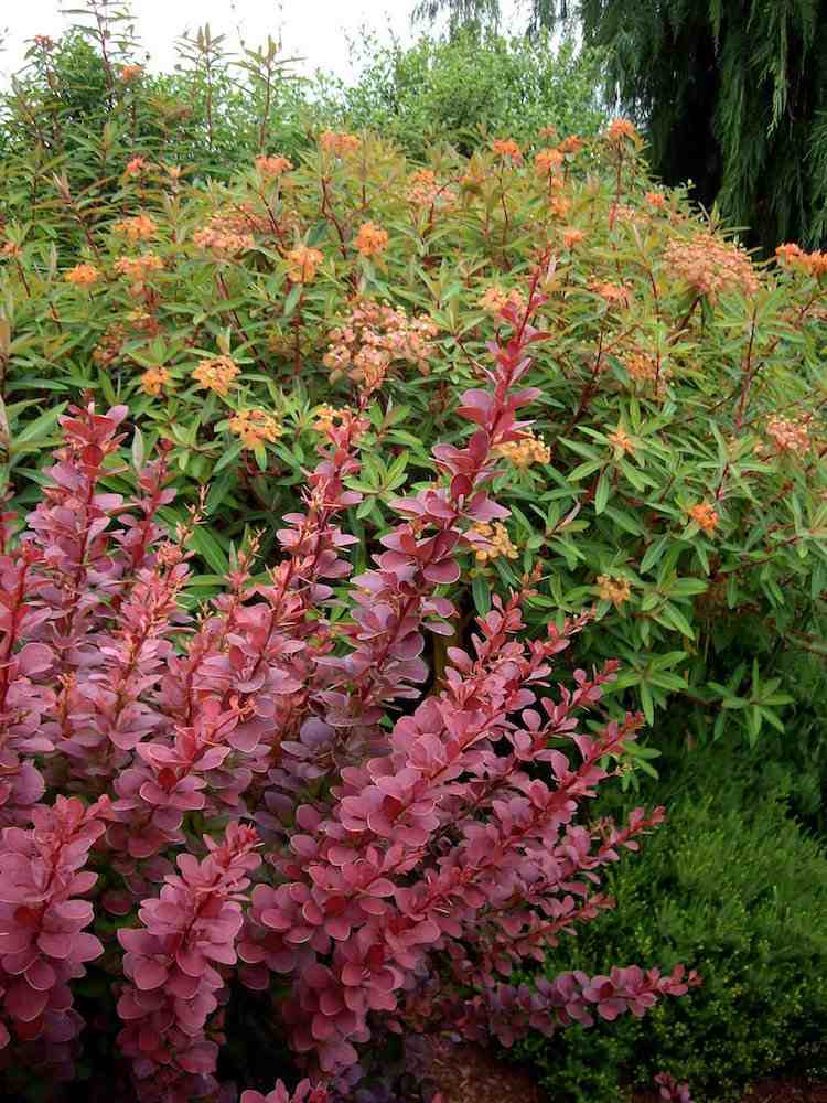 Kríky-záhradná-letná-starostlivosť-obyčajný-čučoriedkový-kyslohorský