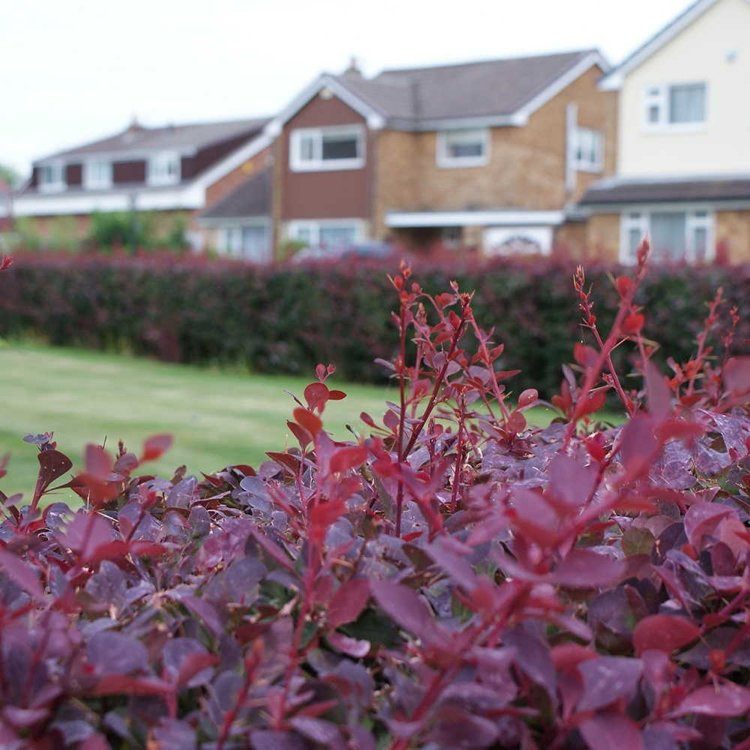 ker-záhrada-letná starostlivosť-živý plot-červená-čučoriedka-trpasličí ker