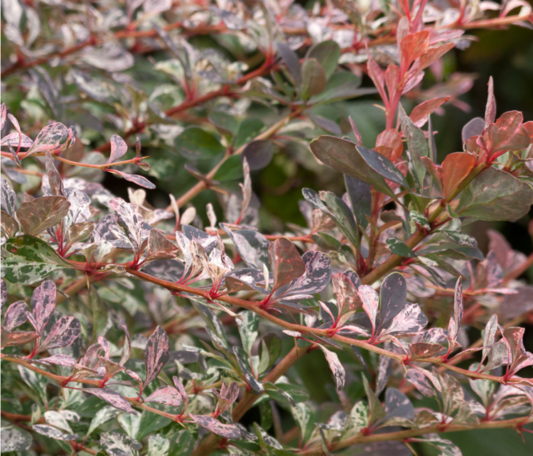 kríky-záhradná-letná-starostlivosť-farebné-listy-červené-listy-čučoriedka-harlekýn