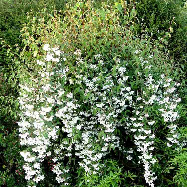 kríky-záhradná-letná-starostlivosť-trpasličí-rúrka-ker-voňavé-biele