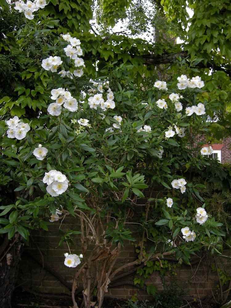 Kríky-záhradná-letná-starostlivosť-biely-trpasličí-píšťalka-ker-biely