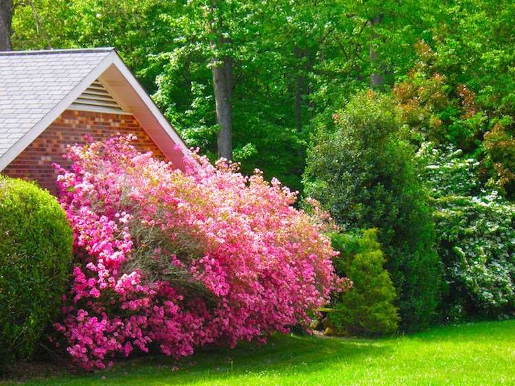 Krík-záhrada-letná starostlivosť-vykopaná-nenáročná-trávnik