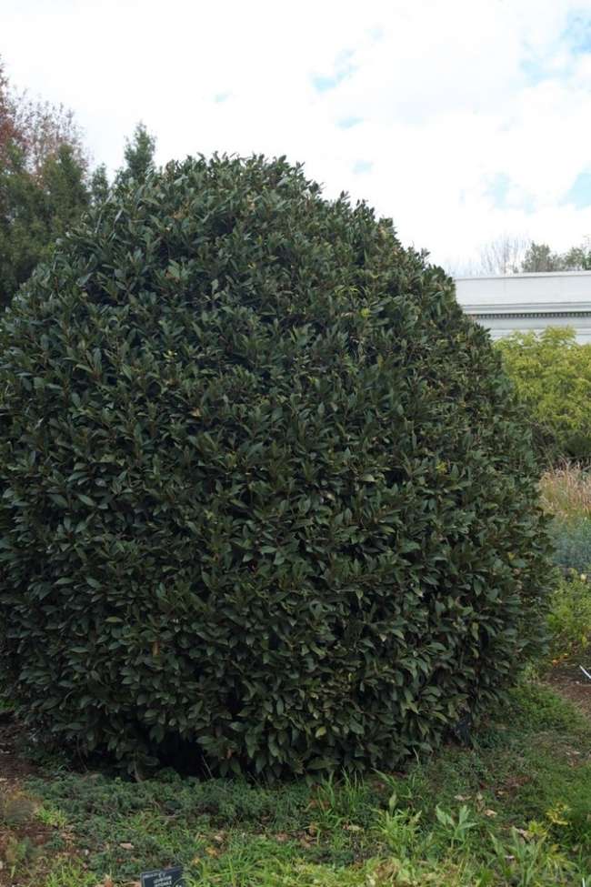 záhrada kríkov štruktúrujúcich vavrín