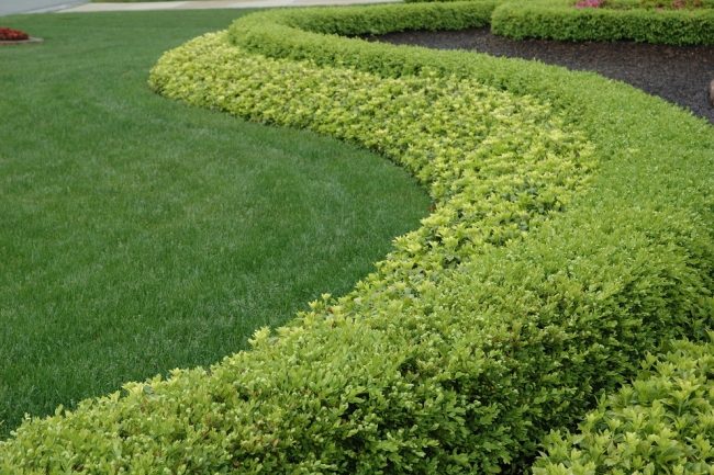 trávnik krajina štruktúrujúce kríky garden buxus