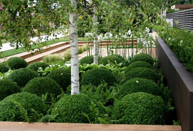 buxusové gule papradie brezové prvky záhradnej stavby