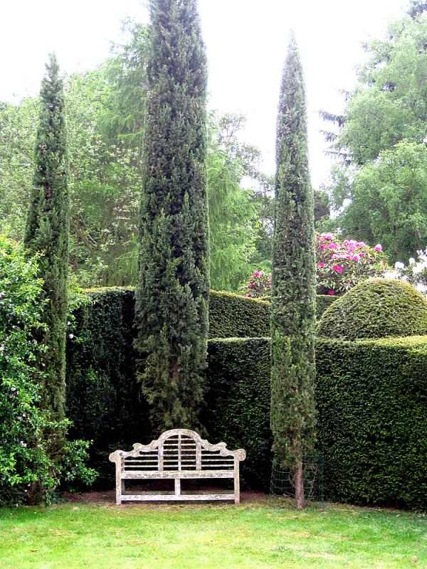 Štruktúra stromov záhradné cyprusy box živé ploty