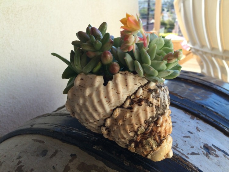 Zasaďte sukulenty do ulity a použite ich na ozdobenie konferenčného stolíka aranžmán šťavnatá škrupina myšlienka sudový bočný stôl deko