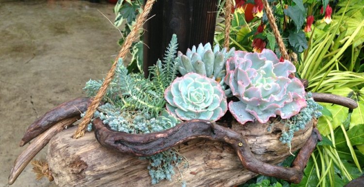 Zaveste sukulenty za laná aranžmán sukulenty mini záhradné závesné laná zariaďovanie dekorácia