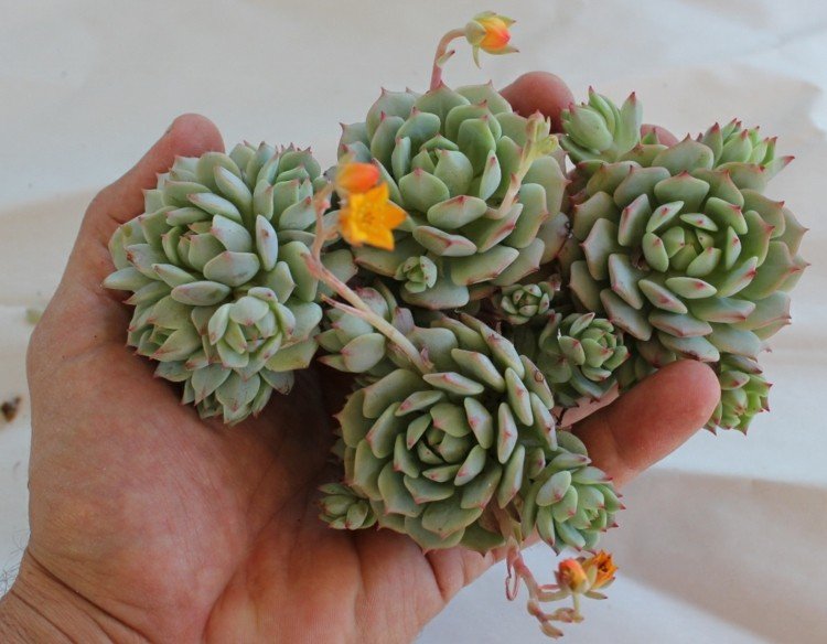 Sukulentné druhy a klimatické podmienky Sukulenty s kvetmi