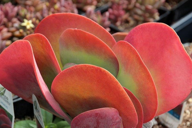 Sukulentní druh Kalanchoe Fire Flapjack Kalanchoe sukulentná rastlina